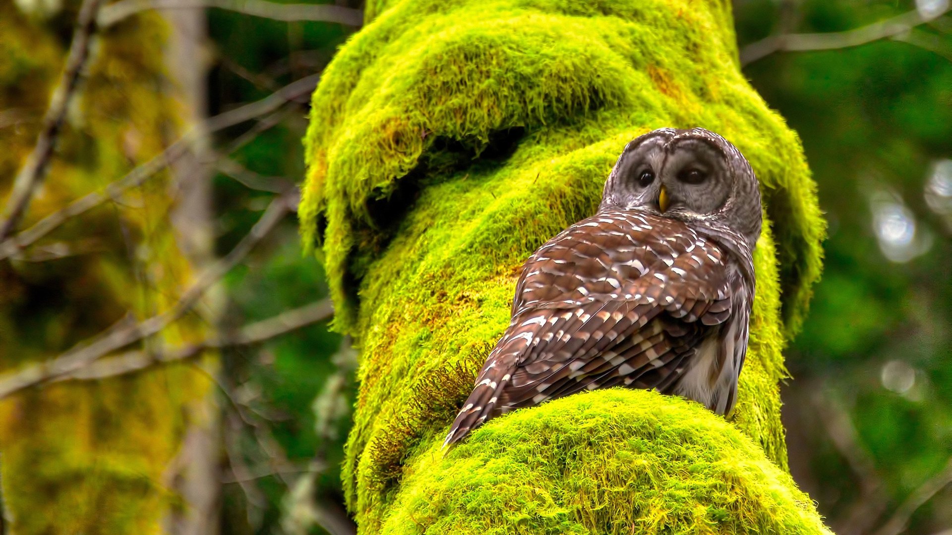 快船轻取湖人同城德比，文班亚马压制级发挥震撼联盟—篮球双星闪耀之夜