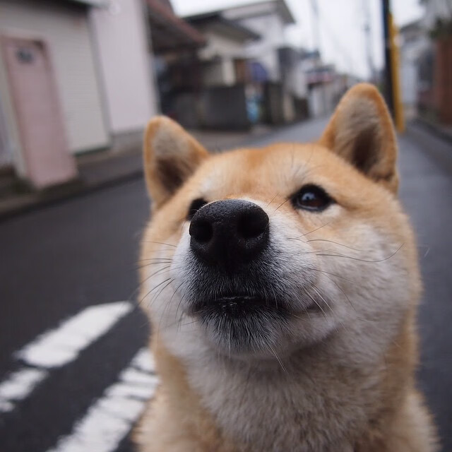 篮球平行宇宙，当黄蜂夺冠、北京折戟与约基奇爆发同时发生